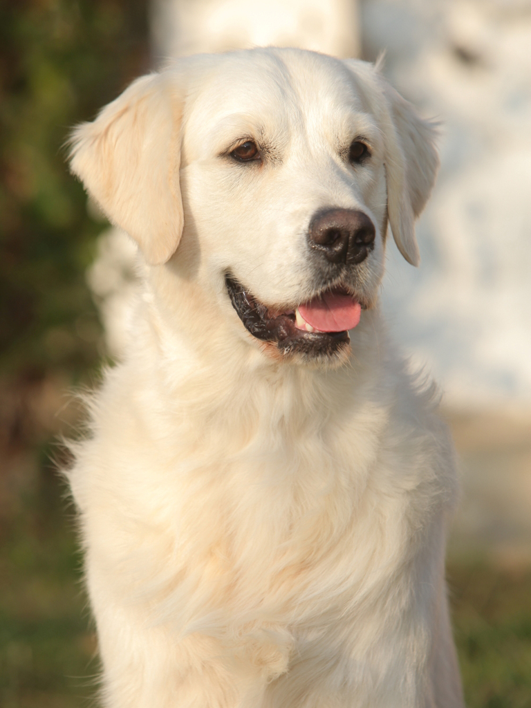 Golden Retriever Male WILLY