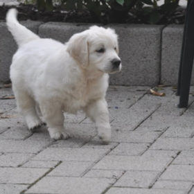 Golden Retriever Male WILLY