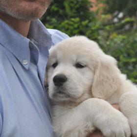 Golden Retriever Male WILLY