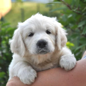 Golden Retriever Male WILLY