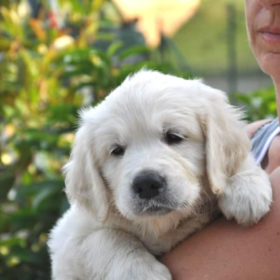 Golden Retriever Male WILLY