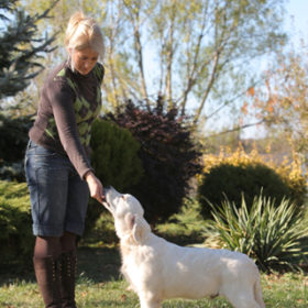 Golden Retriever Male WILLY