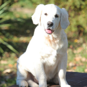 Golden Retriever Male WILLY