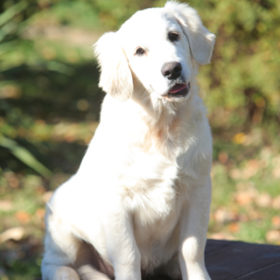 Golden Retriever Male WILLY