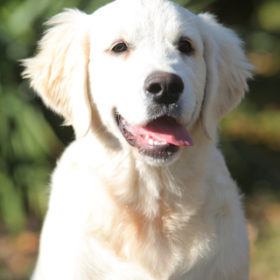 Golden Retriever Male WILLY