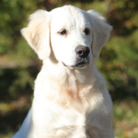 Golden Retriever Male WILLY