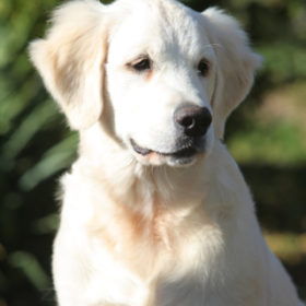 Golden Retriever Male WILLY