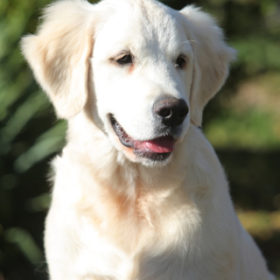 Golden Retriever Male WILLY