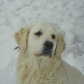 Golden Retriever Male WILLY