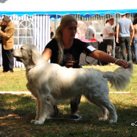 Golden Retriever Male WILLY