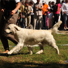 Golden Retriever Male WILLY