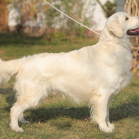 Golden Retriever Male WILLY