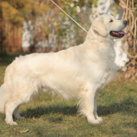 Golden Retriever Male WILLY