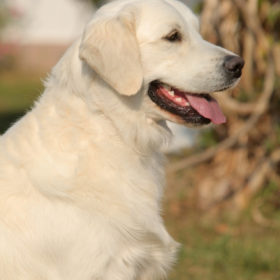 Golden Retriever Male WILLY