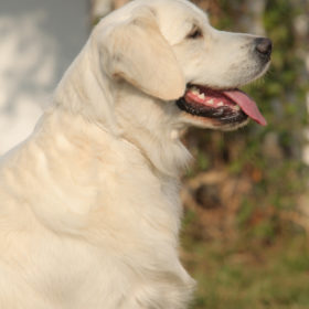 Golden Retriever Male WILLY