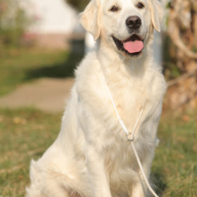 Golden Retriever Male WILLY