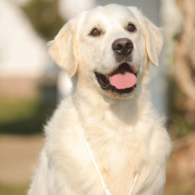 Golden Retriever Male WILLY