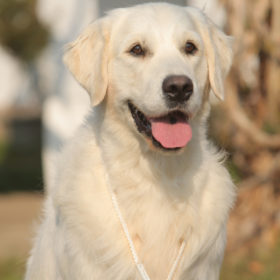 Golden Retriever Male WILLY