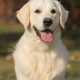 Golden Retriever Male WILLY