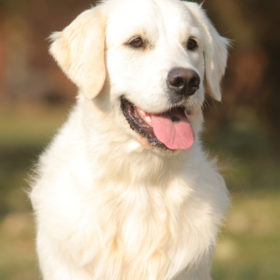 Golden Retriever Male WILLY