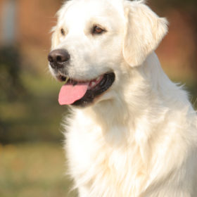 Golden Retriever Male WILLY