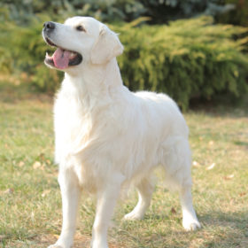 Golden Retriever Male WILLY