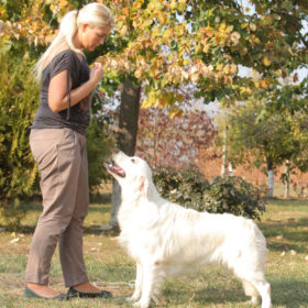 Golden Retriever Male WILLY