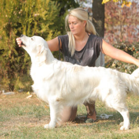 Golden Retriever Male WILLY