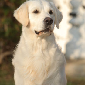 Golden Retriever Male WILLY