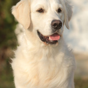 Golden Retriever Male WILLY