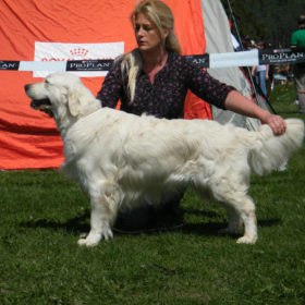 Golden Retriever Male WILLY