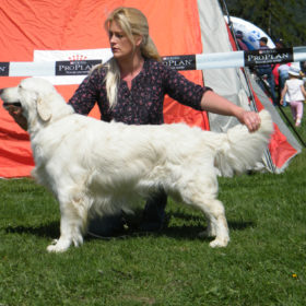 Golden Retriever Male WILLY