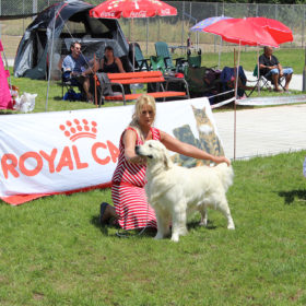 Golden Retriever Male WILLY