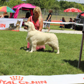 Golden Retriever Male WILLY