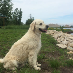 Golden Retriever Male WILLY