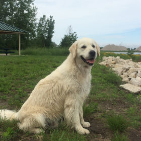 Golden Retriever Male WILLY