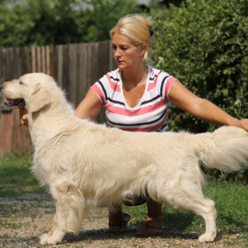 Golden Retriever Male WILLY