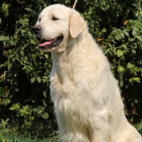 Golden Retriever Male WILLY