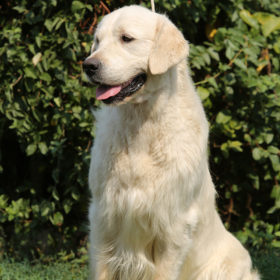 Golden Retriever Male WILLY