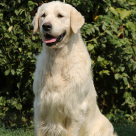 Golden Retriever Male WILLY