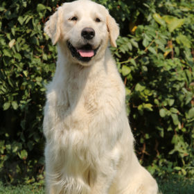 Golden Retriever Male WILLY