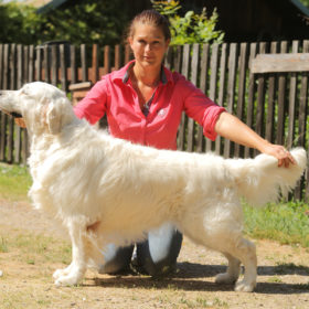 Golden Retriever Male WILLY