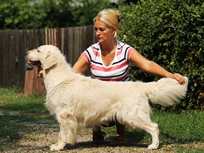 Golden Retriever Male WILLY