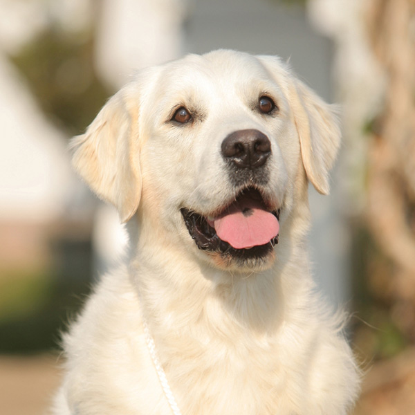 Golden Retriever Male WILLY