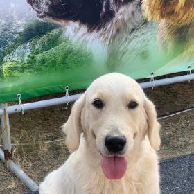 Eva Golden Retriever