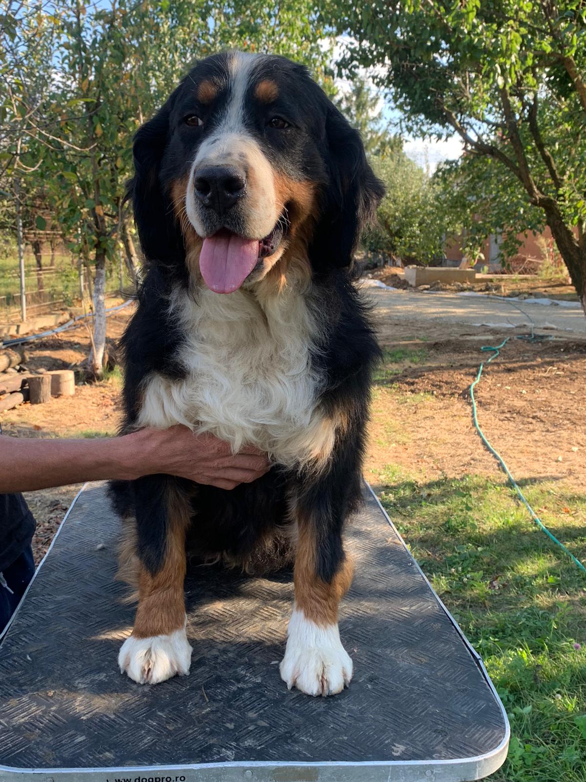 Bernese mountain shop dog pret