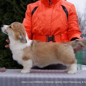 Pembroke Welsh Corgi Hannah