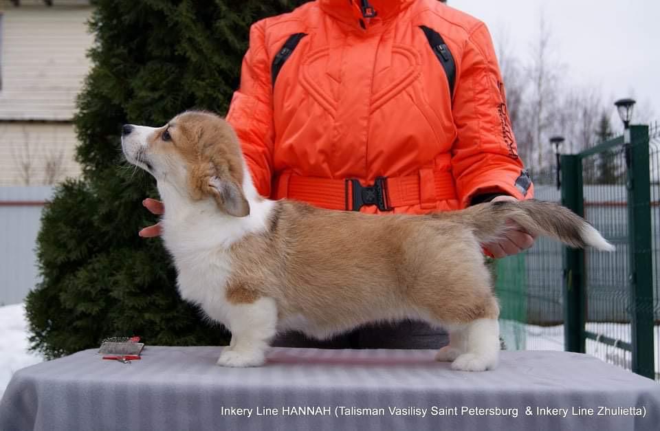 Pembroke Welsh Corgi Hannah