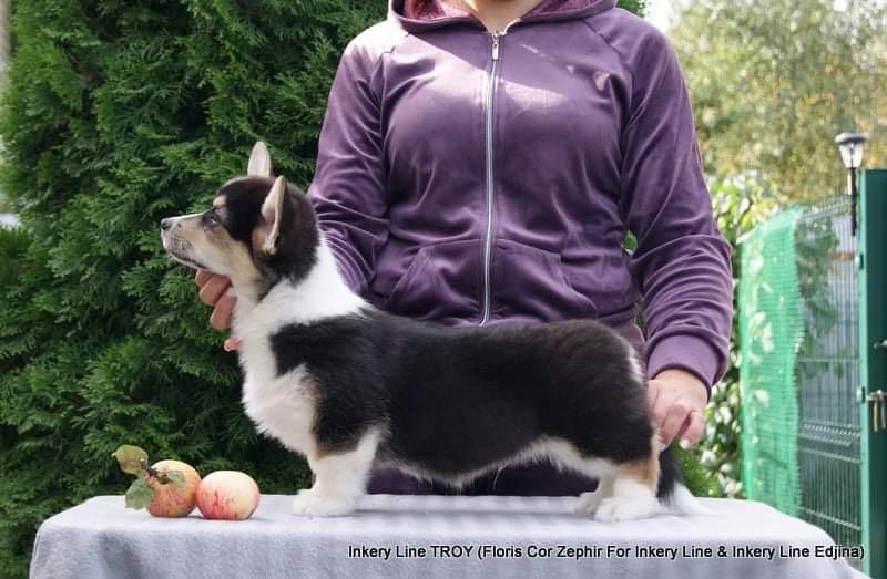 Pembroke Welsh Corgi Troska